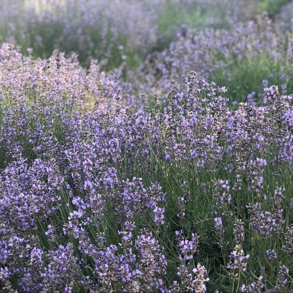 Meet your Posher, Dede - Picture 1 of 1